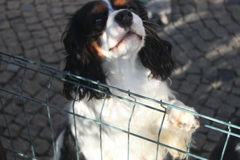 Кавалер Кінг Чарльз Спаніель триколор, хлопчик