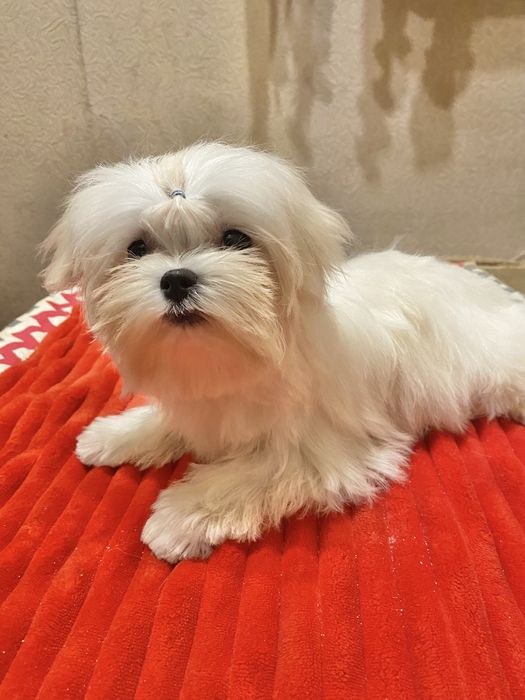 Мальтезе мальчик мини