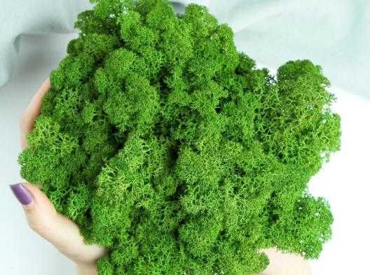 мох стабилизированный ягель, Норвежский мох для декора