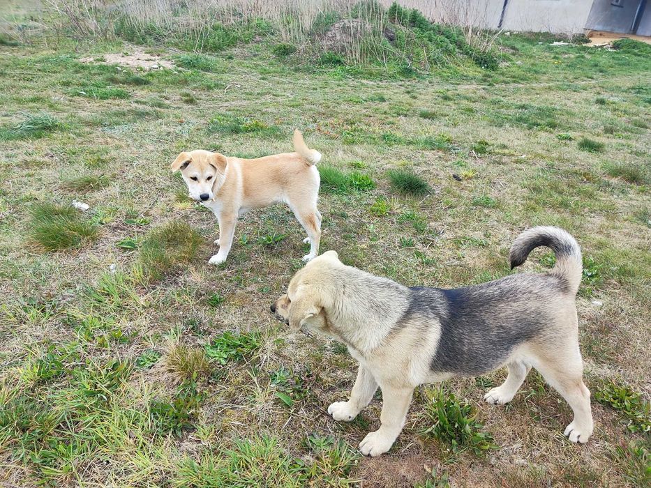 Luna, hybryda Akita inu + labrador