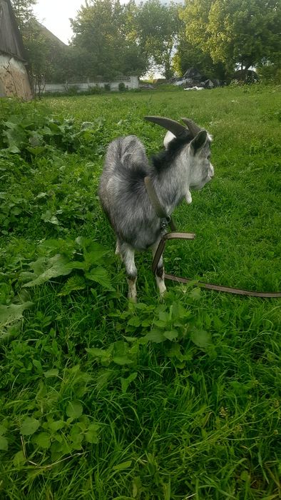 Продам, козлика хорошої породи
