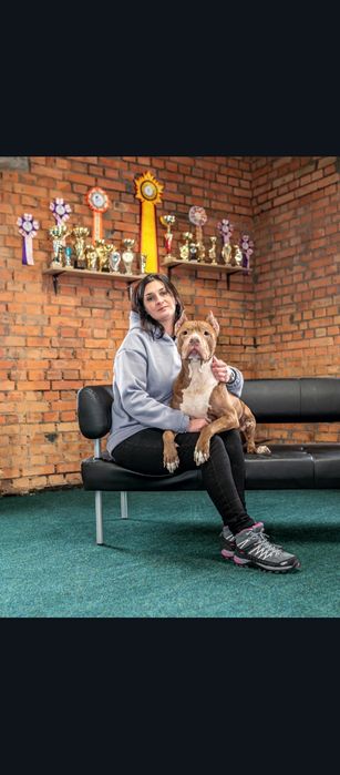 Кінолог Дресирування Пітбуль тер'єр, Стаффоширський тер'єр Буллі