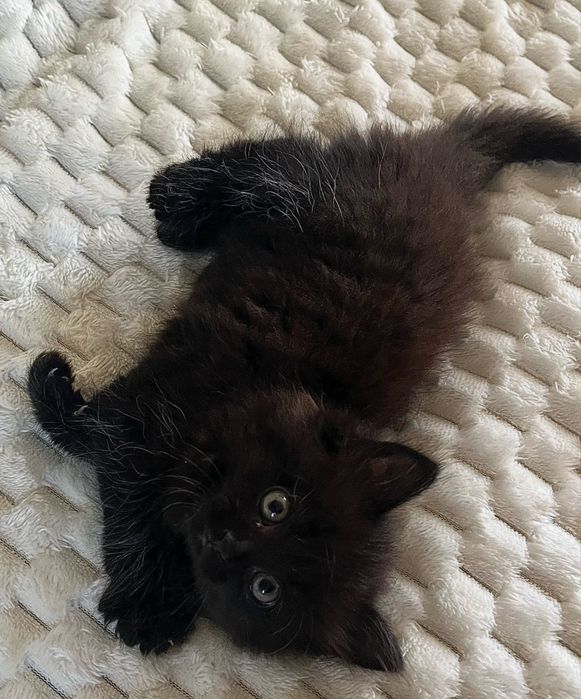 Кошеня безкоштовно