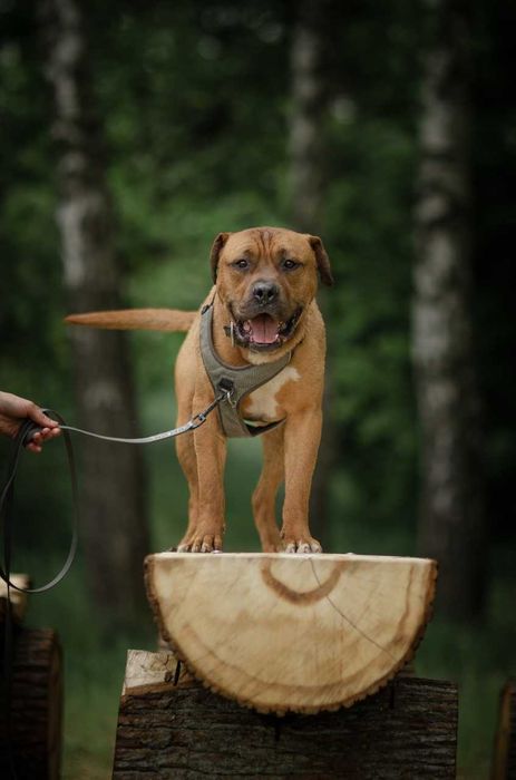 Super pies w typie TTB - Clyde do adopcji
