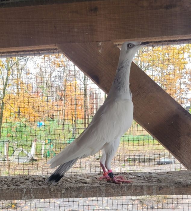 Srebrniak samiec adeno chudnięcie kręciek