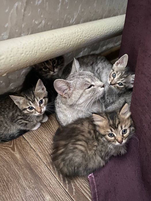 Котики в добрі руки