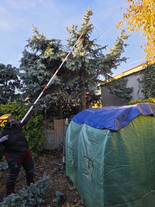 Wycinka i korekcja   drzew  takze  TRUDNYCH I NIEBEZPIECZNYCH
Firma A