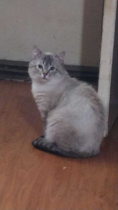 Гарний котик шукає господарів