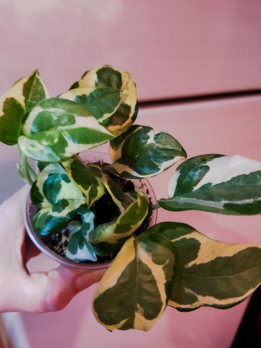 Сортовые эпипремнум, сциндапсусы.