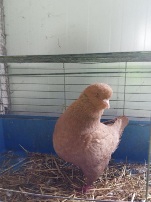 Gołębie King samce