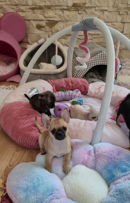 Przepiękny chlopczyk chihuahua krótkowłosy