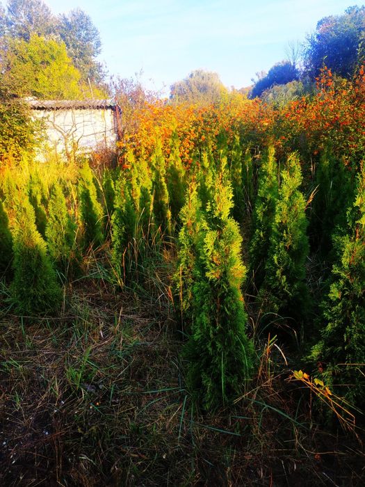 Туя смарагд 120-140 500грн