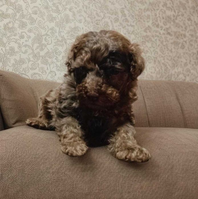 Сладко шоколадный мальчик пудель.