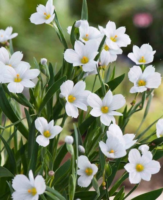 Miecznica wąskolistna biała sadzonka w doniczce