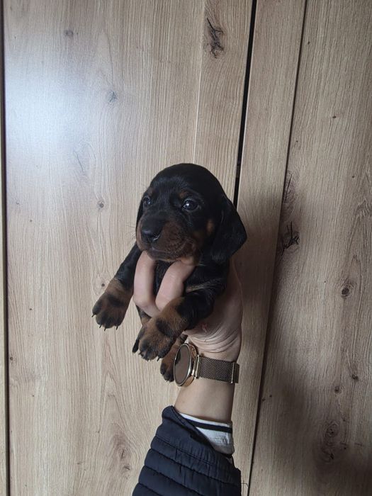 Jamnik krótkowłosy po miniaturce z rodowodem