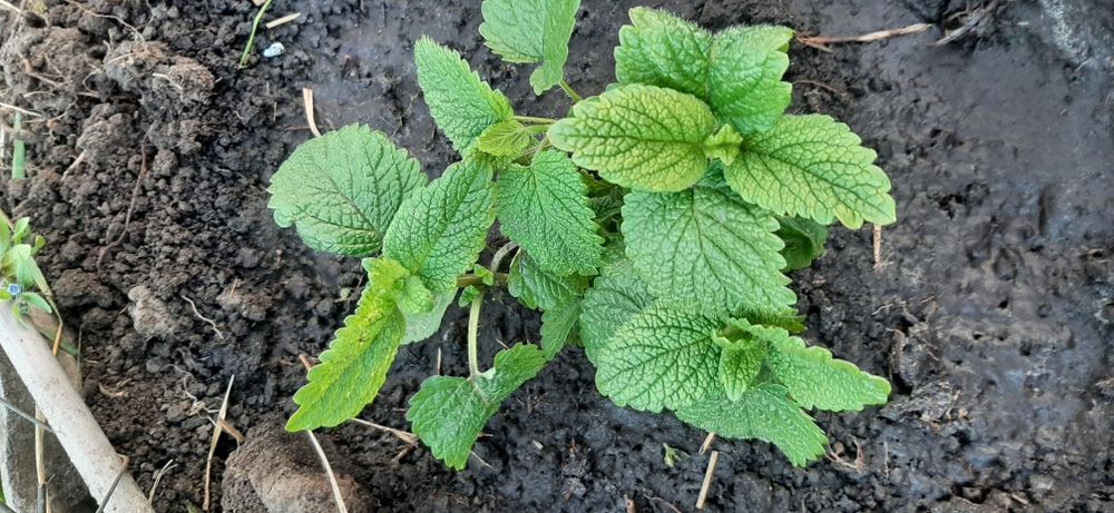 Лимонна м'ята /Меліса /Саджанці від кореня