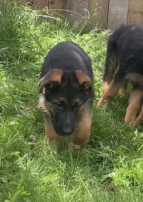 Неймовірні цкцики Німецькоі вівчарки