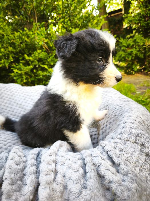 Border Collie Czarno Biała Suczka