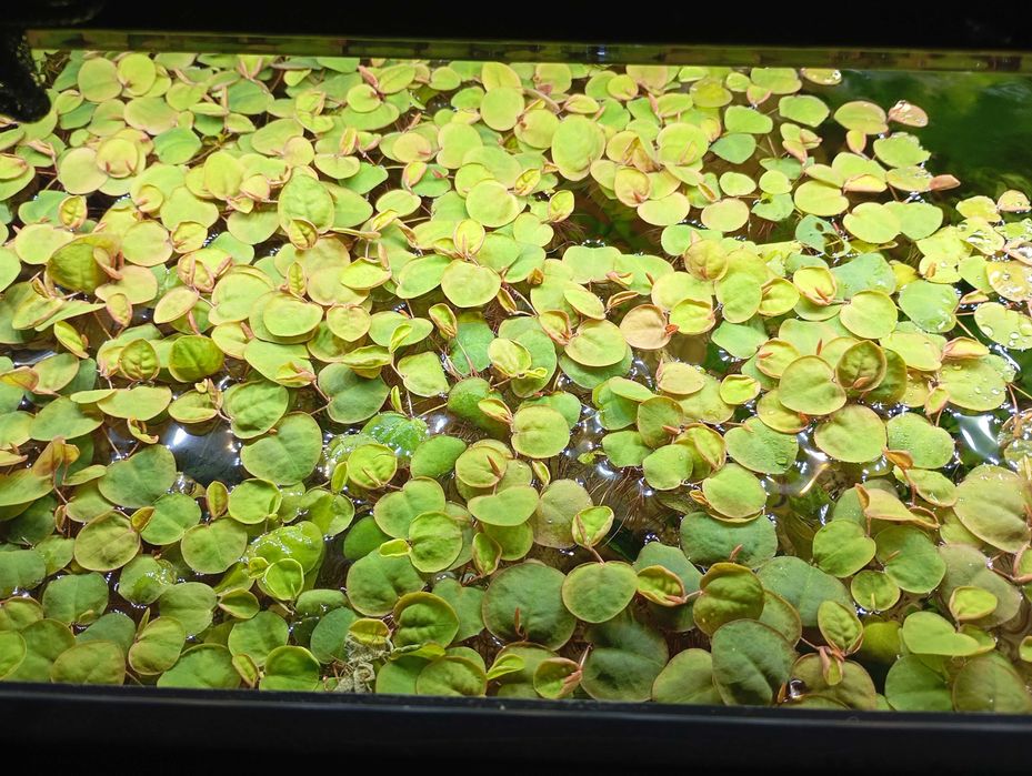 Plantas Aquario Pack