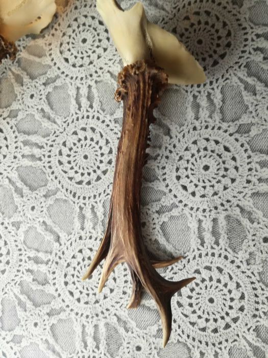 3 sztuki , ładnych kozłów