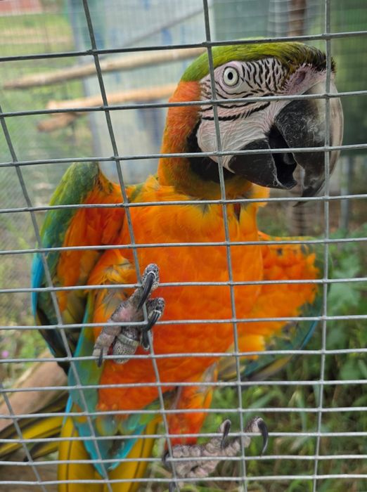 Casal de araras arlequim e Ararauna