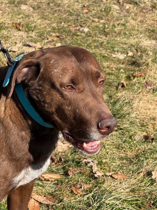 Грант, курцхаар, шукає дім