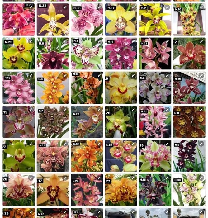 Orquídeas de Coleção Grandes a 8,90€ — com 3/4 bolbos cada prontas a florir