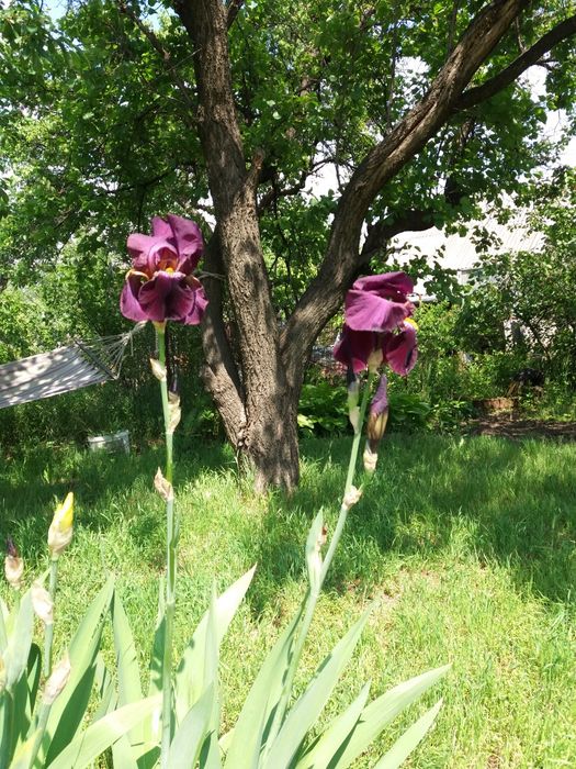 Ирисы высокие фиолетовые