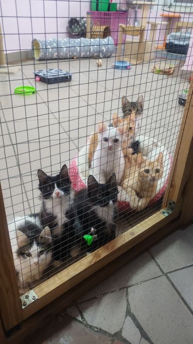 Большой выбор котят , ищут  семьи