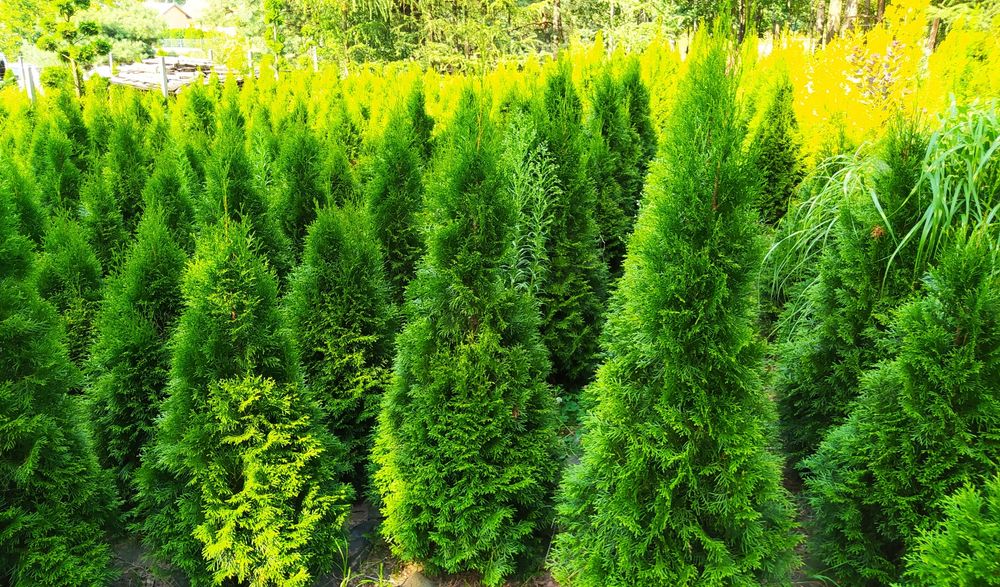 Thuja Thuje Szmaragd Żywotnik Tuja Bonsai Spirala Cyprys Boulevard