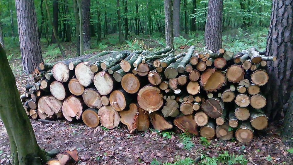drewno liściaste, opał lub do kominka - brzoza, czereśnia oraz grab i dąb