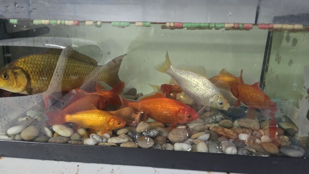 Peixes Vermelhos e brancos