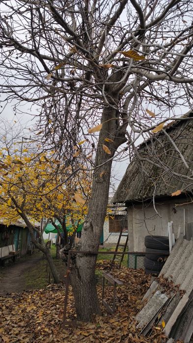 Продам орех дерево. Самоспил, самоаывоз