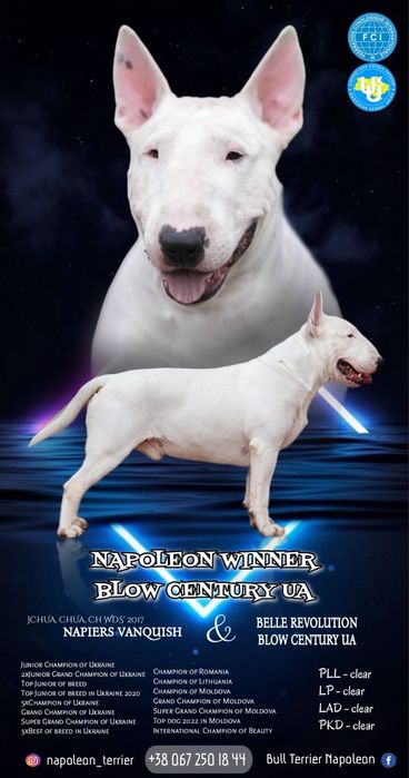 Бультерьєр парування