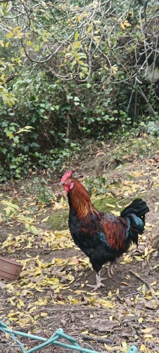 Galo Maran para troca de galinheiro aceito trocas