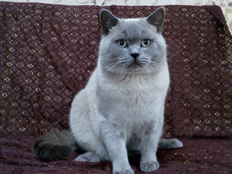 Шотландський кіт на вязку