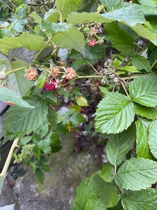 Дача з будиночком (на ветерані)