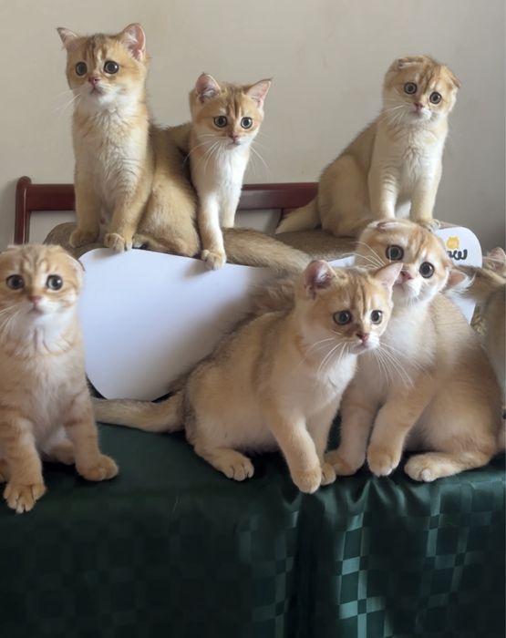 Вислоухі хлопчики та прямовухі дівчатка