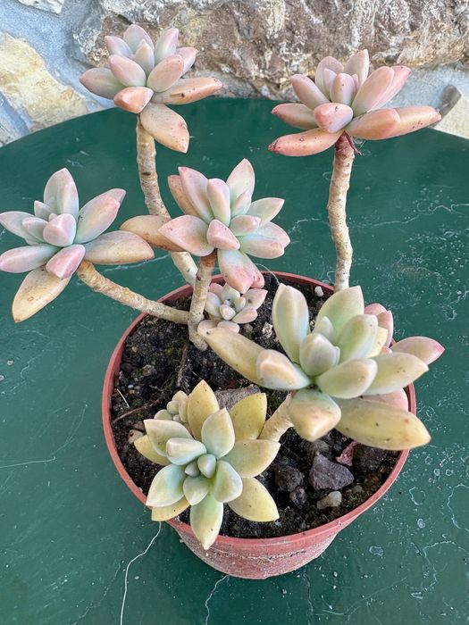Suculentas Graptosedums  1€