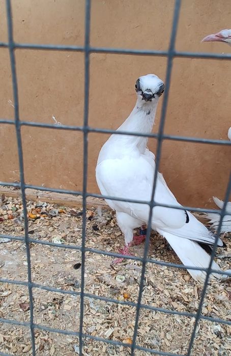 Winerka/szek  samica