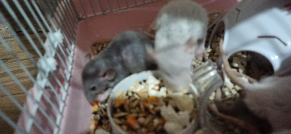 Віддамо милих мишенят