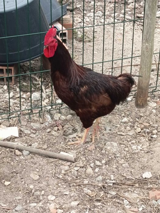 Rhode island red