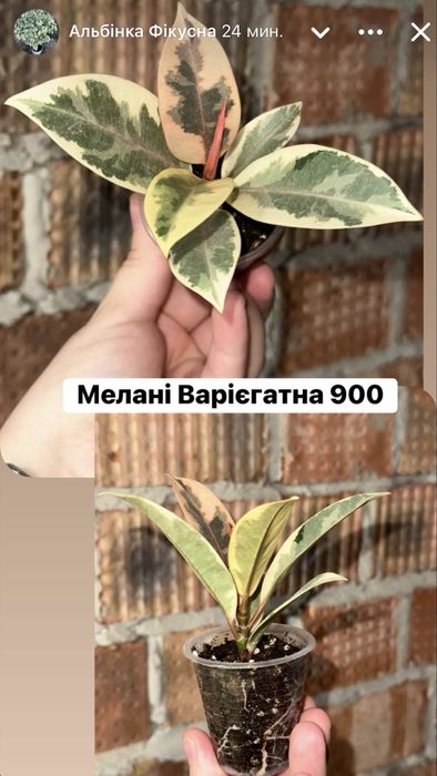 Фікус ,Фикус , Триангулярис , Бенджамін