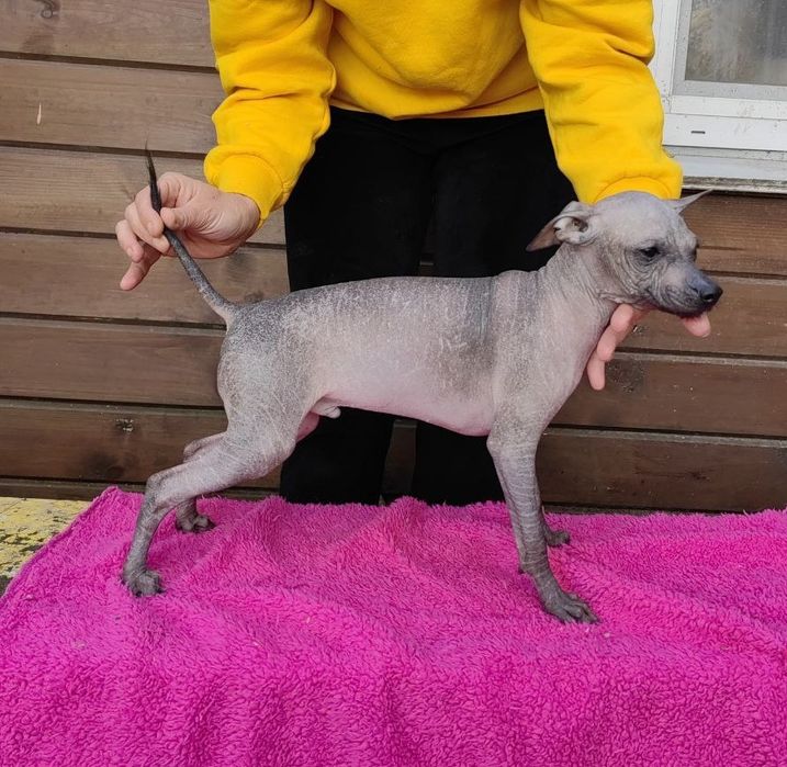 Ксолоітцкуінтлі- мексиканська гола собака