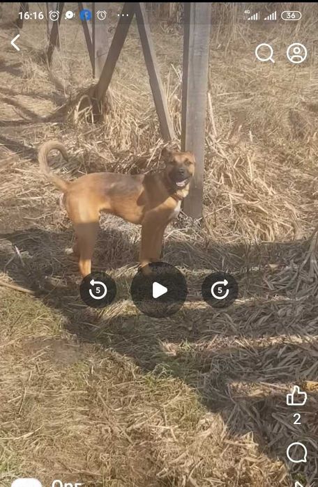 Молодий помісний Амстафф