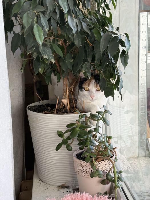 Кішка шукає сімʼю