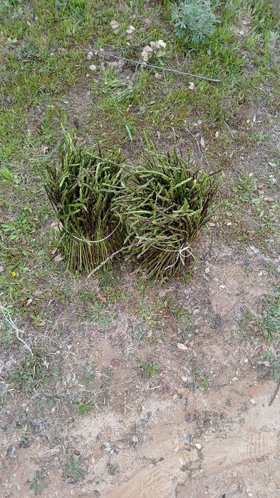 Vendo Espargos - encomendas