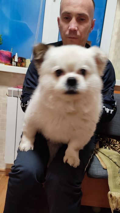 Чарівний хлопчик шукає наречену