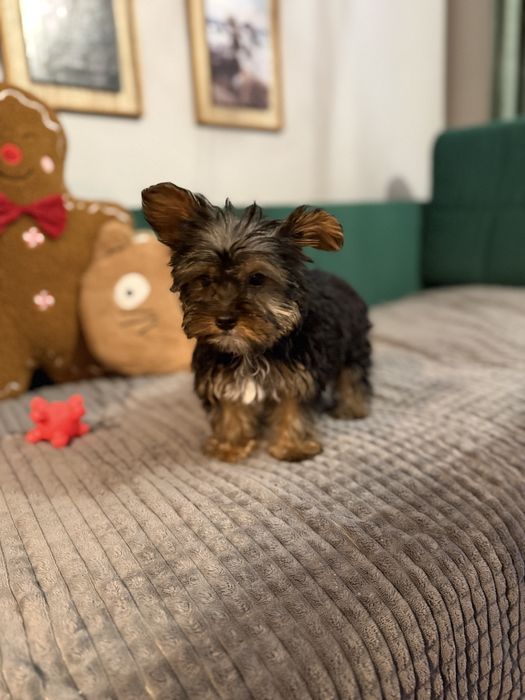 Yorkshire Terrier – śliczny szczeniak gotowy na zmiane domku