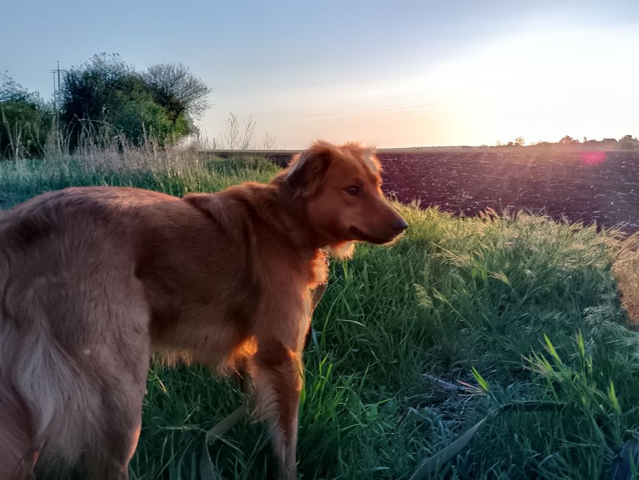 Пропала собака песик